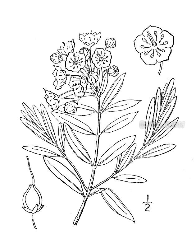 古植物学植物插图:Kalmia Glauca，苍白月桂